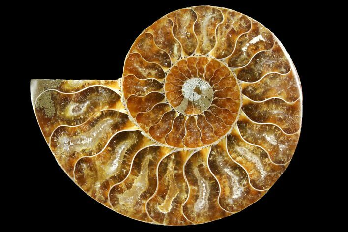 Cut & Polished Ammonite Fossil (Half) - Agate Replaced #146155